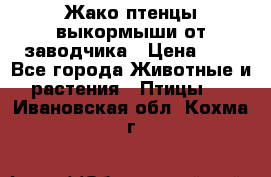 Жако птенцы выкормыши от заводчика › Цена ­ 1 - Все города Животные и растения » Птицы   . Ивановская обл.,Кохма г.